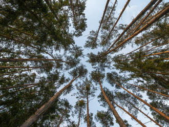 Lesnicko-dřevařské komoře chybí v plánu obnovy 3,5 miliardy korun na lesnictví