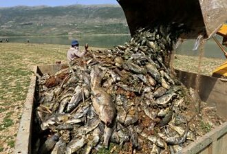 Mystery of why thousands of fish have died in Lebanese lake