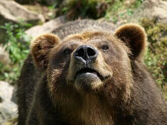 Na návštěvníky děčínské zoo se zřejmě nejvíc těšil medvěd Bruno