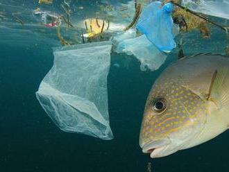 Výskum: Ryby jedia plasty od roku 1950