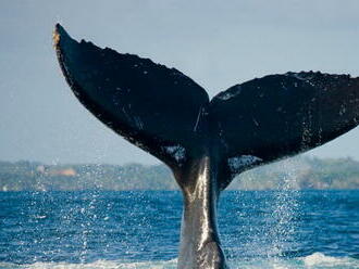 Zatúlanú veľrybu v Temži museli záchranári utratiť