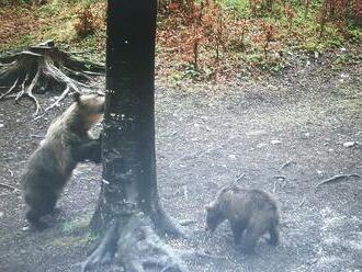 Okolo Hrebienka sa túla medvedica, odborníci varujú pred kŕmením