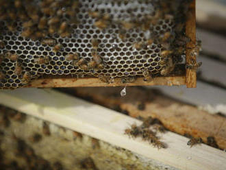 Údaje o včelách nesedia, dôvodom je výška dotačných príspevkov