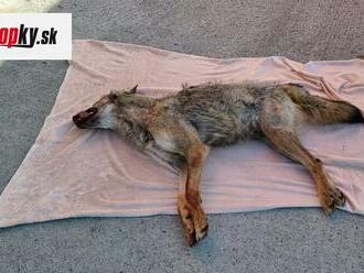 Zrazil vlka? Predsedníčka Slobody zvierat to nevylučuje: FOTO Nehoda v Bratislave vzbudzuje otázky