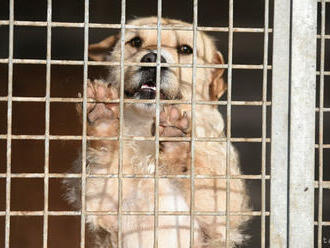 Sloboda zvierat: Novela zákona je víťazstvom pre psy na Slovensku