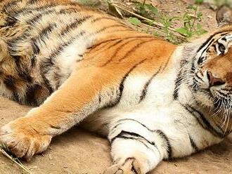 Zoo Plzeň opravila výběh tygrů, přivítala tygřici Milashki