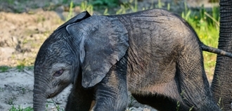 Mládě slona afrického ve zlínské zoo uvidí návštěvníci poprvé zblízka