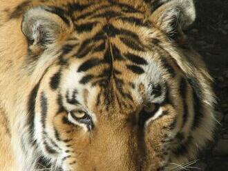Plzeňská zoo našla po dvouletém hledání partnerku pro samce tygra ussurijského