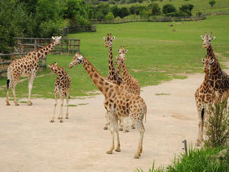 Kvůli výběru ředitelky ústecké zoo vznikla petice, signatáři chtějí Fejka