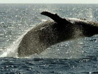 Veľryba si pomýlila potápača s potravou, lovec homárov skončil v jej tlame