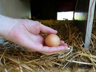 Kvalitní vejce za 1,99 Kč vyrobit nejde, říká ke kampani SPD šéf asociace 