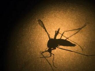 Na Slovensku zaznamenali ázijského komára. Môže prenášať cudzokrajné choroby