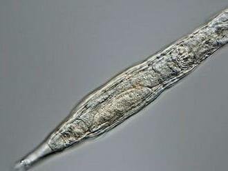 Mikroorganizmus nájdený na Sibíri po 24 000 rokoch prebrali k životu