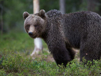 Muža na Liptove zabil medveď, dedinčania sa boja ísť do lesa