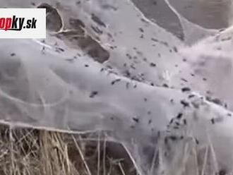 Strašidelné VIDEÁ po záplavách v Austrálii: Pavúčia apokalypsa! Krajinu pokryli obrovské siete