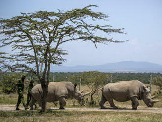 Vědci vytvořili další embrya ohrožených nosorožců, mají jich celkem 12