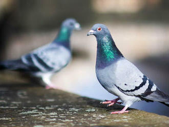 Muž z Liptovskej Tepličky bol obvinený z krádeže holubov