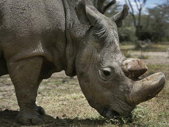 V Juhoafrickej republike zabili za pol roka najmenej 249 nosorožcov
