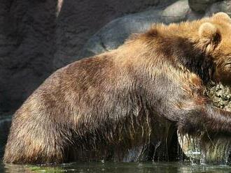 VIDEO: Nový přírůstek. Do brněnské zoo přicestovala medvědice Irina