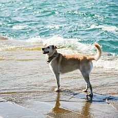 Cestování se psem k moři. Pozor na nástrahy číhající na pláži