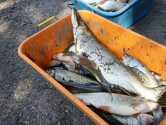 Počet rýb, ktoré hromadne uhynuli na rieke Hron, narastá