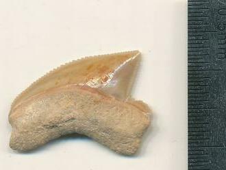 Vo vykopávkach biblického Jeruzalema sa našli žraločie zuby z čias dinosaurov