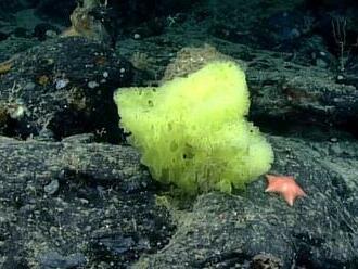 Vedci našli v Atlantiku živého Spongeboba a Patrika