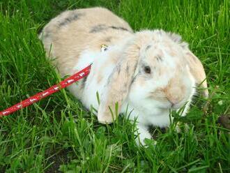 Chov zakrslých králíků: Jak správně pečovat o ušatého kamaráda