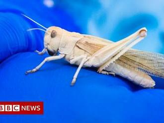 The edible insects coming to a supermarket near you