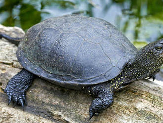 V severnom Taliansku sa vôbec prvýkrát vyliahli mláďatá morskej korytnačky