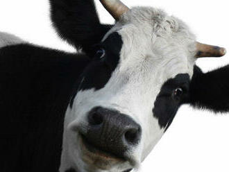 Vedci naučili kravy cikať do špeciálnej toalety, chcú znížiť emisie dusičnanov