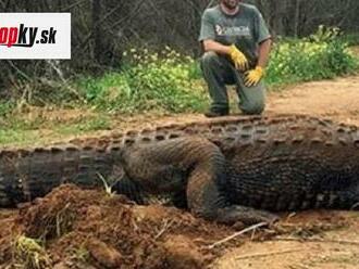 Úrady odchytili gigantického krokodíla: Z toho, čo našli v jeho žalúdku, ich až striaslo