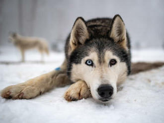 V Orlických horách odstartoval extrémní etapový závod psích spřežení