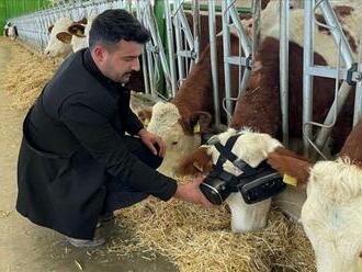 Farmár vylepšil svoje kravy: Nasadil im VR okuliare, začali viac dojiť