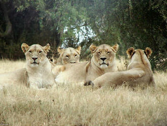 V zoo v JAR se nakazili covidem-19 tři lvi a dvě pumy