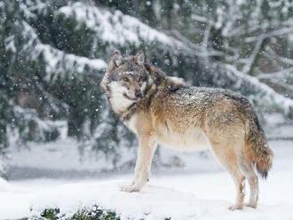 Rádlem u Jablonce se podle ochránců přírody procházel vlk, asi hledal cestu