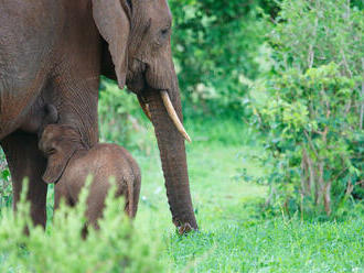 V keňské rezervaci se narodila sloní dvojčata; zda přežijí, ukážou příští dny