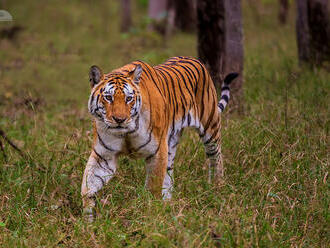V Indii oplakali tygřici, která proslavila rezervaci Penč