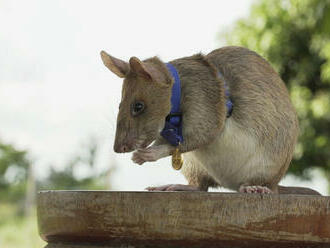 Zomrel potkan, ktorý v Kambodži zachránil tisíce životov
