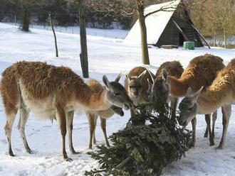 Vianočné stromčeky potešili zvieratá v ZOO aj po sviatkoch