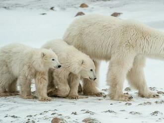 Ruský fotograf zachytil ľadové medvede zabývané v meteorologickej stanici