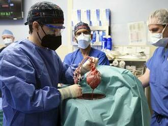 Lekári v USA transplantovali pacientovi srdce geneticky modifikovaného prasaťa