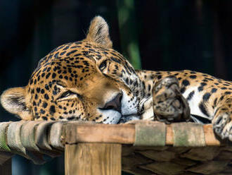 V Iráne žije podľa vlády posledných 12 ázijských gepardov