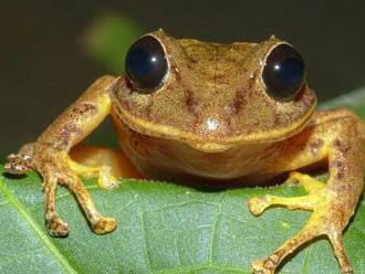 Nový druh žaby z panamskej džungle dostal meno po aktivistke Thunbergovej