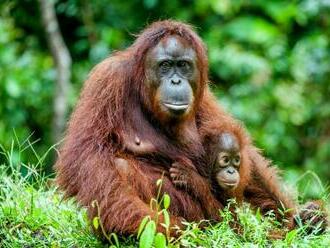 Orangutanie matky sú trpezlivé, ale nie donekonečna