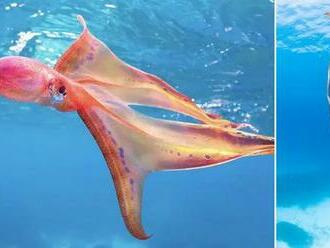 Biológovia natočili vzácnu chobotnicu so žiarivo farebnými chápadlami
