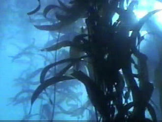 Počuli ste niekedy o podmorských lesoch?