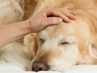 Výskum z Belfastu naznačuje, že psy dokážu vyňuchať vôňu stresu
