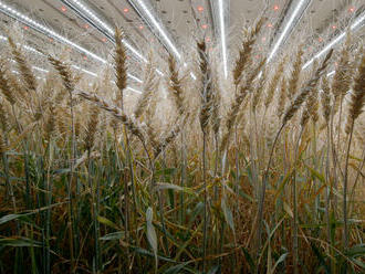 Nizozemský start-up dokazuje, že v halách může růst i pšenice. Vypěstoval ji s enormními výnosy