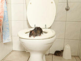 Ako sa zbaviť potkanov?